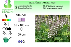 Acanthus hungaricus