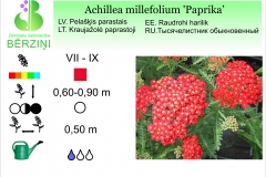 Achilea millefolium Paprika