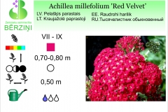 Achilea millefolium Red Velvet