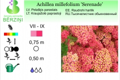 Achilea millefolium Serenade