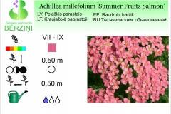 Achilea millefolium Summer Fruits Salmon