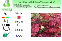 Achilea millefolium Summerwine