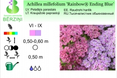Achillea millefolium Rainbow Ending Blue