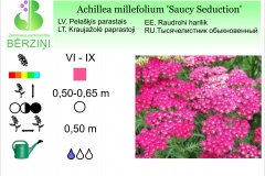 Achillea millefolium Saucy Seduction