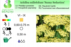 Achillea millefolium Sunny Seduction