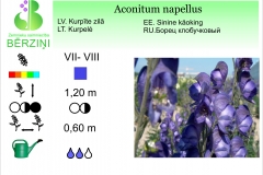Aconitum napellus
