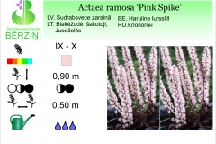 Actaea racemosa Pink Spike