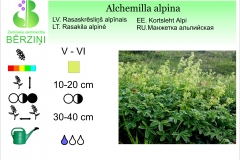Alchemilla alpina