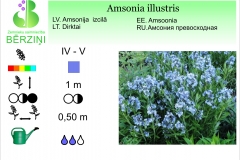 Amsonia ilustris