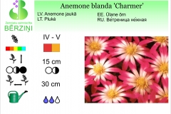 Anemone blanda Charmer