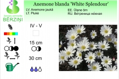 Anemone blanda White Splendour