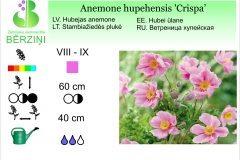 Anemone hupehensis Crispa