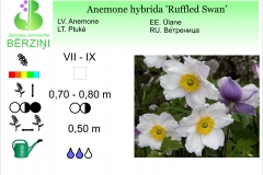 Anemone hybrida Ruffled Swan