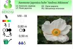 Anemone japonica hybr Andrea Atkinson
