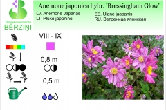 Anemone japonica hybr Bresingham Glow