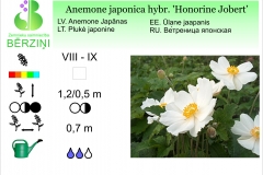 Anemone japonica hybr Honorine Jobert