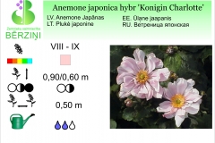 Anemone japonica hybr Konigin Charlotte