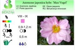 Anemone japonica hybr Max Vogel
