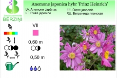 Anemone japonica hybr Prinz Heinrich