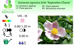 Anemone japonica hybr September Charm