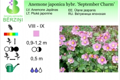 Anemone japonica hybr September Charm