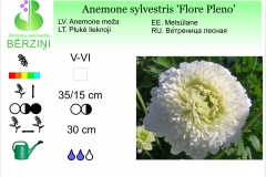 Anemone sylvestris Flore Pleno