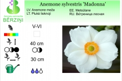 Anemone sylvestris 'Madonna'
