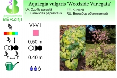 Aquilegia vulgaris Woodside Variegata