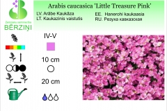 Arabis caucasica Little Treasure Pink