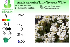 Arabis caucasica Little Treasure White