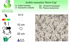 Arabis caucasica Snow Cap