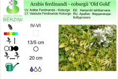 Arabis ferdinandi - coburgii Old Gold