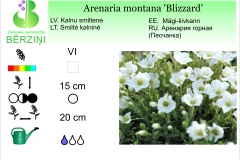 Arenaria montana Blizzard