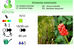 Arisaema amurensis