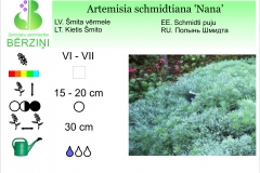 Artemisia schmidtiana Nana
