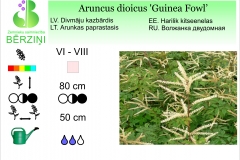 Aruncus dioicus Guinea Fowl