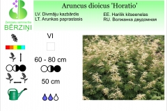 Aruncus dioicus Horatio