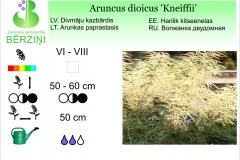 Aruncus dioicus Kneiffii