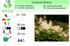 Aruncus dioicus h-80cm