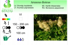 Aruncus dioicus
