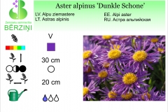 Aster alpinus Dunkle Schone