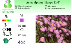 Aster alpinus Happy End