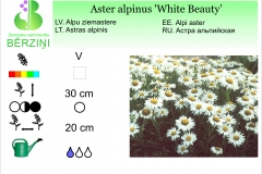 Aster alpinus White Beauty