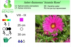 Aster dumosus Aramis Rose