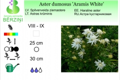 Aster dumosus Aramis White