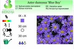 Aster dumosus Blue Boy