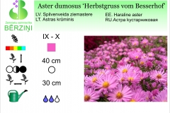 Aster dumosus Herbstgruss vom Besserhof