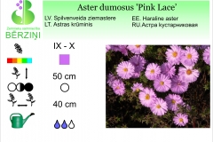 Aster dumosus Pink Lace
