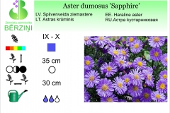 Aster dumosus Sapphire