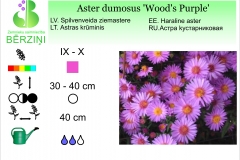 Aster dumosus Wood's Purple